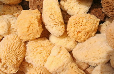 Natural Sponges