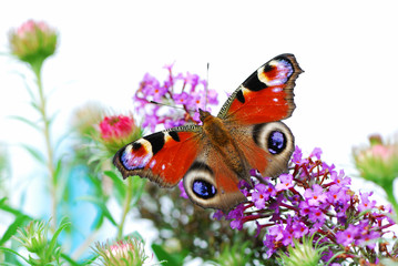Peacock butterfly