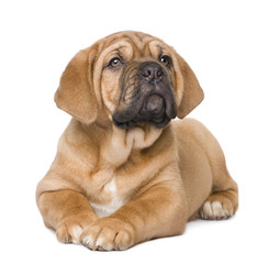 Obraz premium Dogue de Bordeaux puppy (2 months)