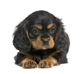 Cavalier King Charles puppy (7 weeks)