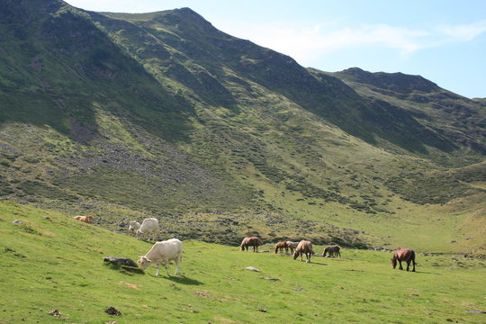 Pastoralisme entre col de Bareilles et  lac d'Ourrec (Pyrénées)