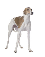 Greyhound (15 months)
