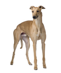 Obraz na płótnie Canvas Greyhound (17 miesięcy)