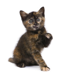 Tortoiseshell kitten (2 months)