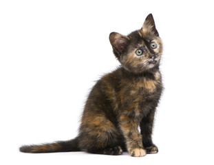 Tortoiseshell kitten (2 months)