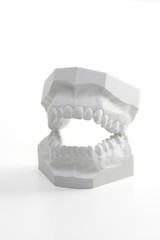 Profil view on a white denture model.