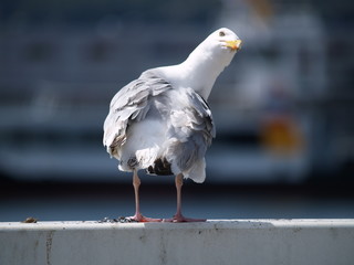 Silbermöwe © Uwe Lütjohann