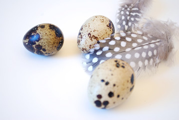 Fototapeta premium Wachteleier mit Perlhuhnfedern