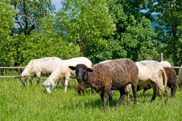 Black and white sheeps on the meadow