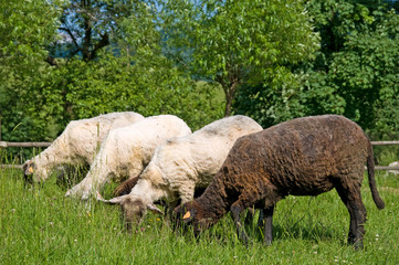 Fototapeta premium Black and white sheeps on the meadow