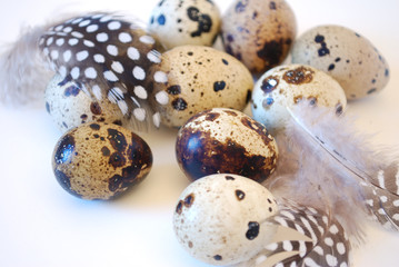 Obraz premium Wachteleier mit Perlhuhnfedern