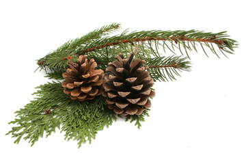 pine and fir
