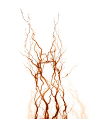 human nerve system