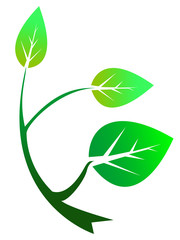 branche avec trois feuilles