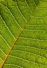 Green leaf background