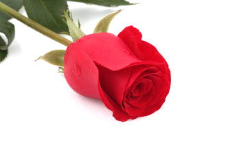Single red rose