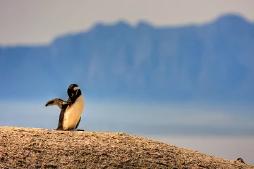 Foto op Plexiglas pinguin © Steffen Eichner