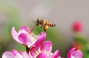 Flying honeybee