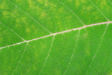 Leaf