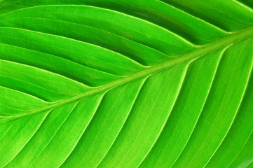 structure of a leaf