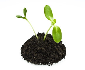 young sunflowers sprouts in the soil isolated over white