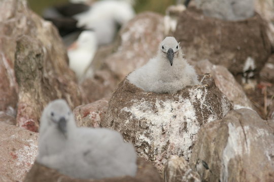 Albatrosk&uuml;ken