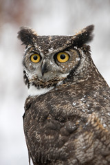 Great Horned Barn Owl in WInter