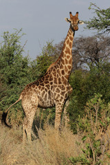 Giraffe (Giraffa camelopardalis) im Okavango Delta, Botswana