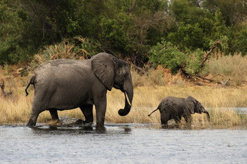 Fototapeta na wymiar Słoń-Mutter mit Kind im Okavango Delta, Botswana