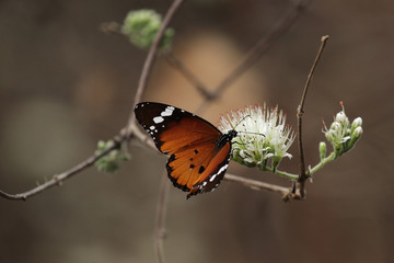 Afrikanischer Monarch (Danaus chrysippus)