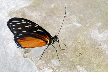 butterfly on a rock