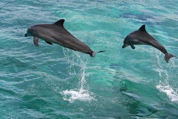 Fototapeta premium Dolphins