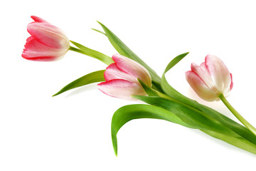Tulipes