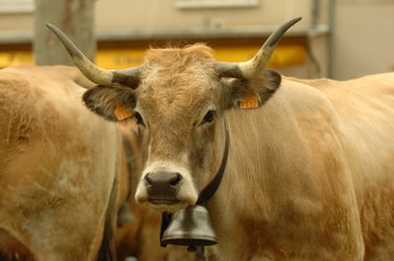 Vache d'aubrac