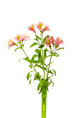 Colourful lilies isolated on the white background