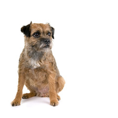 English border terrier