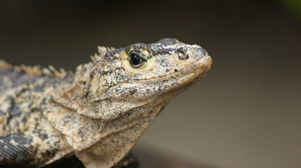Ctenosaurus