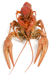 red lobster