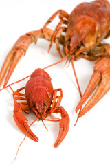 red lobster