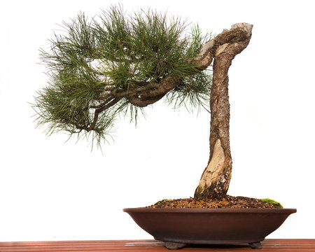 Pine Bonsai