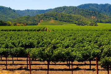 Fototapeta na wymiar Napa Valley winnicy w Kalifornii