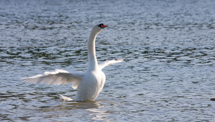 White swan is standing in shallow water