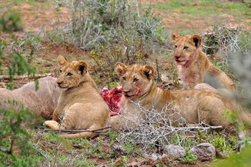 three lion cubs eating the kudu antelope