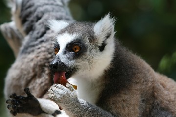 Ring-taled lemur