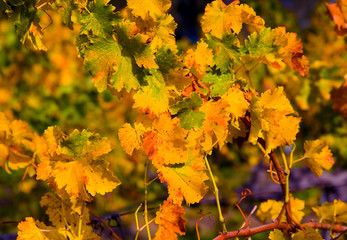 Close-up of Vineyard in Napa Valley in Autumn