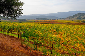 Fototapeta na wymiar Winnic w Napa Valley jesienią