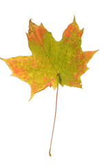 autumn maple leaf