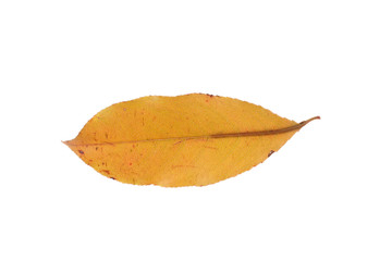 Naklejka premium Autumn leaves