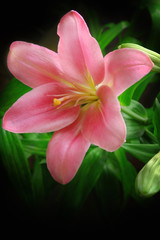 Pink lilly