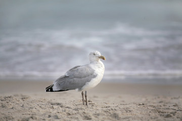 bird on the beach
